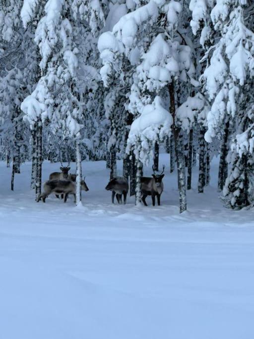 Cozy House Close To Santavillage Rovaniemi Esterno foto